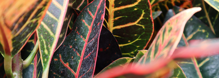 promo-banner-image